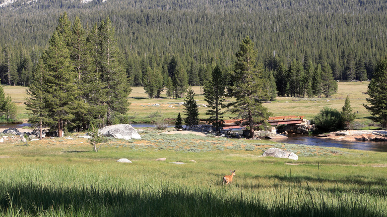 La faune à Yosemite National Park Meadow