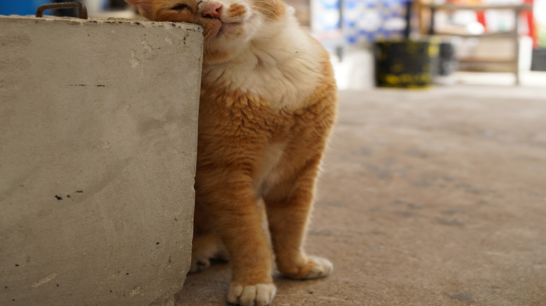 Gros plan de chat frottant son visage sur une dalle de béton
