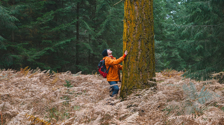 Un homme dans une veste orange caresse un grand arbre moussu