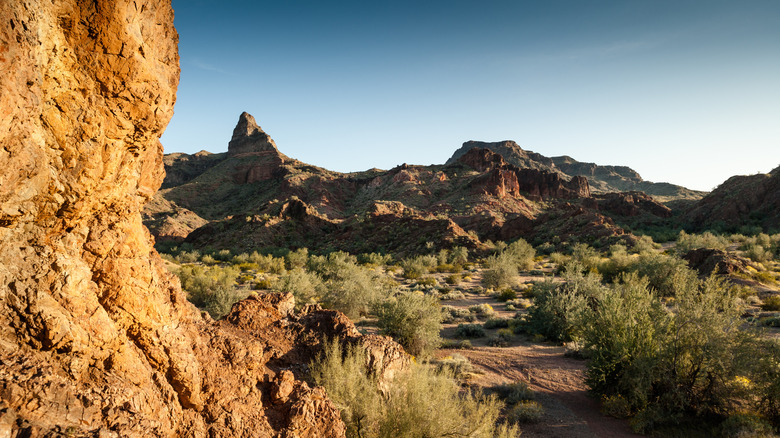 Mountain Desert Trail avec des plantes à Buckskin Mountain State Park