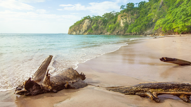 Bois flotté sur la plage du Costa Rica avec une jungle verte à distance