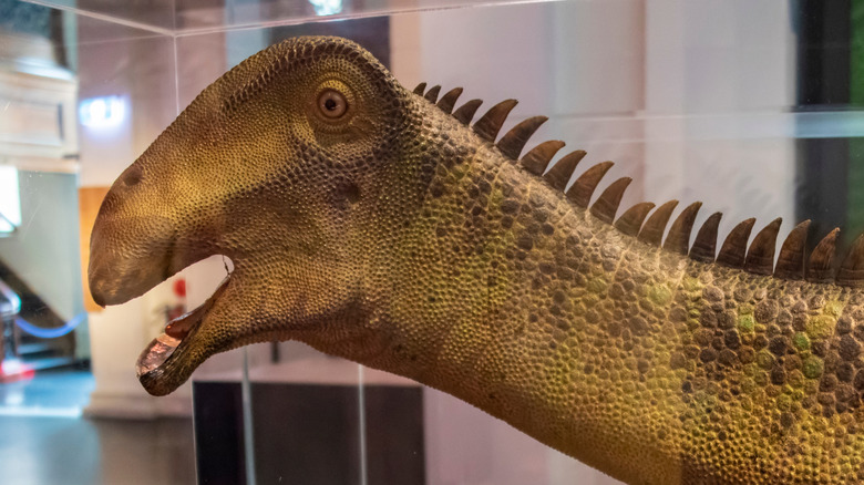 Nigersaurus Head Model Museum Affichage