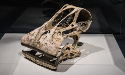 Les espèces obscures de dinosaures qui avaient 500 dents