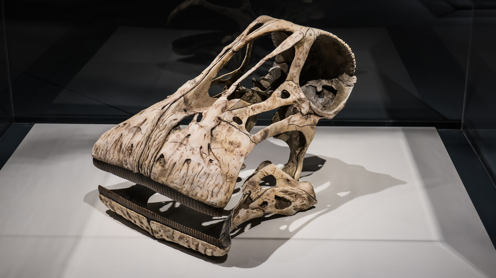 Les espèces obscures de dinosaures qui avaient 500 dents