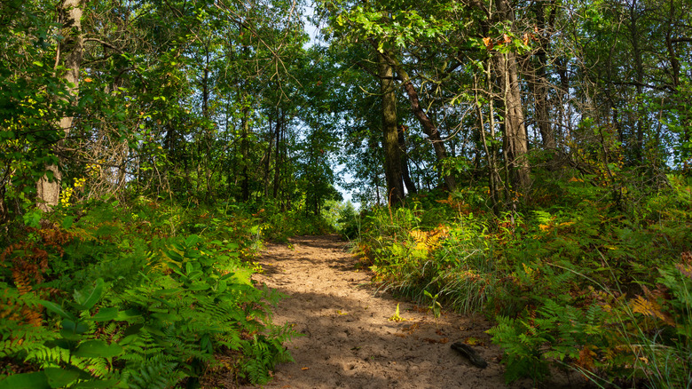 Paysage le long du sentier Dunes Ridge par une belle matinée de septembre. Parc national des Dunes de l'Indiana