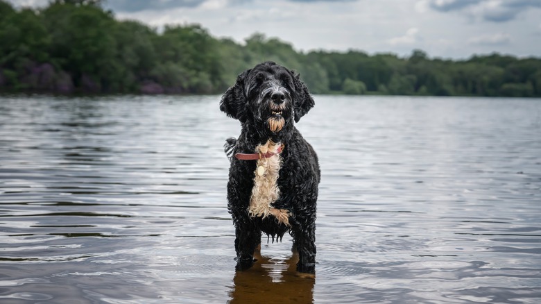 Un chien se tient dans un lac