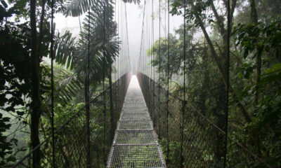 Une région pittoresque costaricaine possède des forêts de nuages luxuriantes et des ponts suspendus fascinants