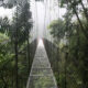 Une région pittoresque costaricaine possède des forêts de nuages luxuriantes et des ponts suspendus fascinants