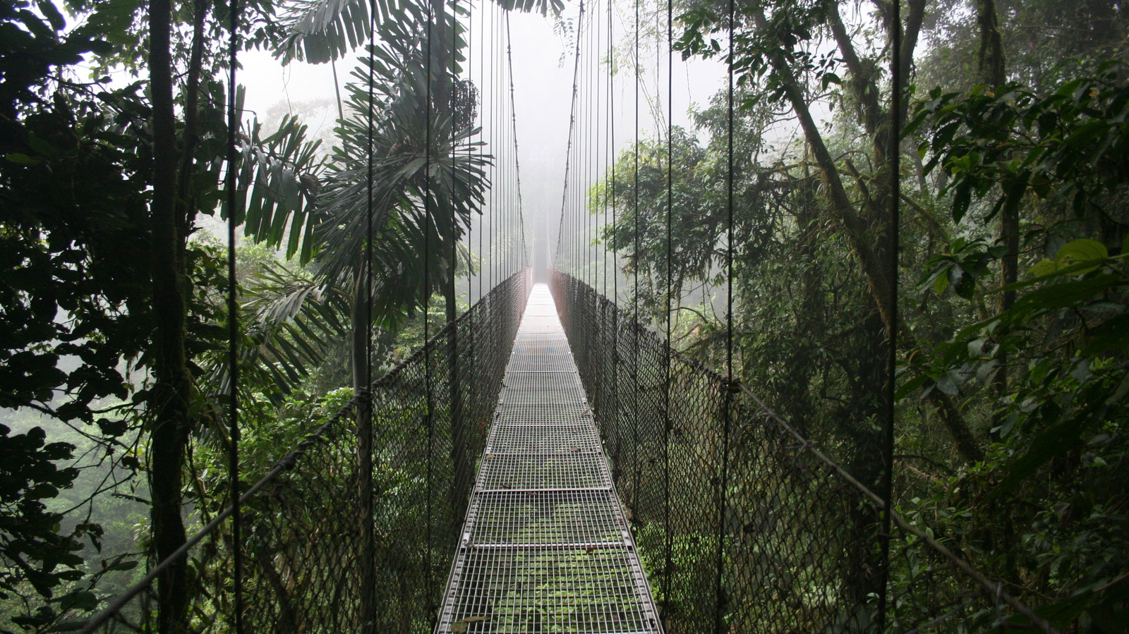 Une région pittoresque costaricaine possède des forêts de nuages luxuriantes et des ponts suspendus fascinants