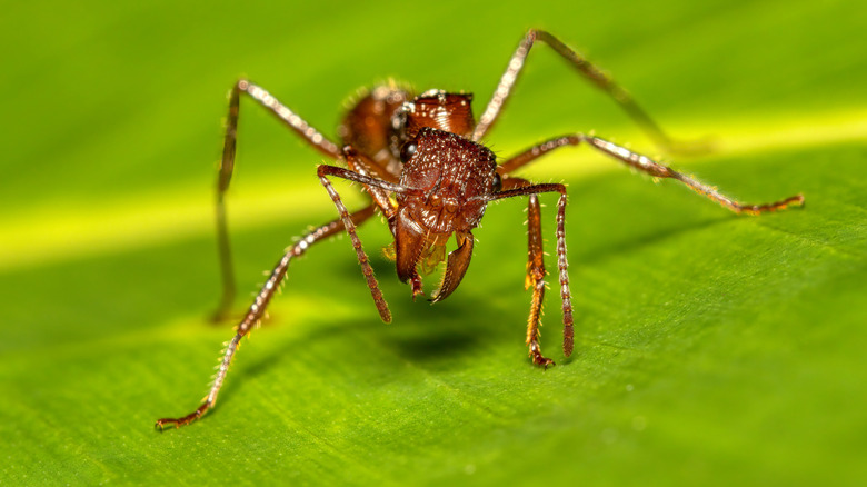 Une fourmi par balle est vue en gros plan sur une feuille verte brillante