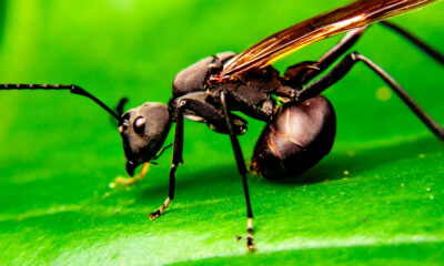 L'insecte avec la piqûre la plus angoissante du monde est plus petite que vous ne le pensez
