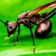 L'insecte avec la piqûre la plus angoissante du monde est plus petite que vous ne le pensez