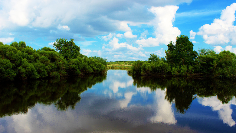 Une photo pittoresque sur le Bayou par une journée claire.