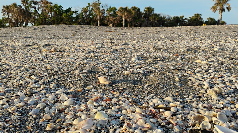 Caspersen plage de Caspersen à Venise, en Floride