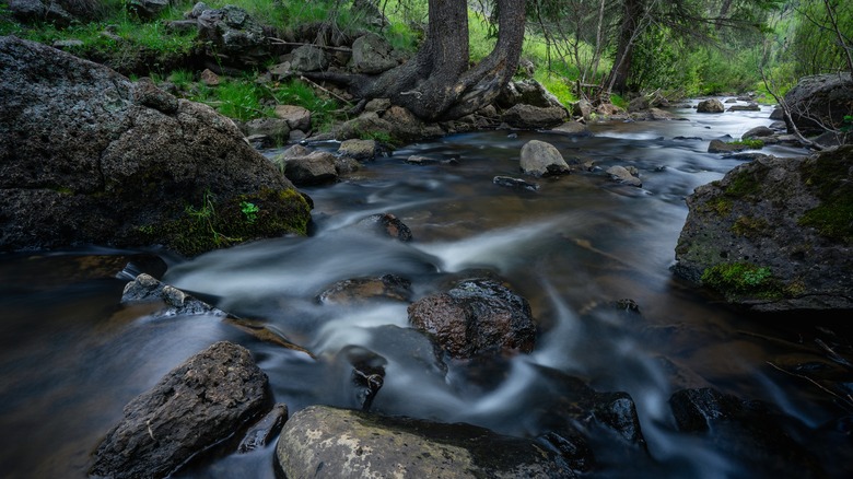 Ruisseau traversant la forêt avec des rochers et de la verdure