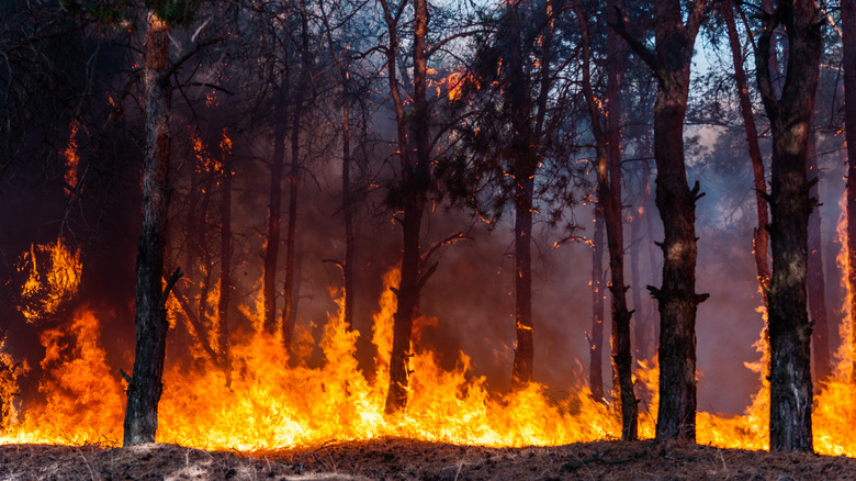 Un feu de forêt déchaîné