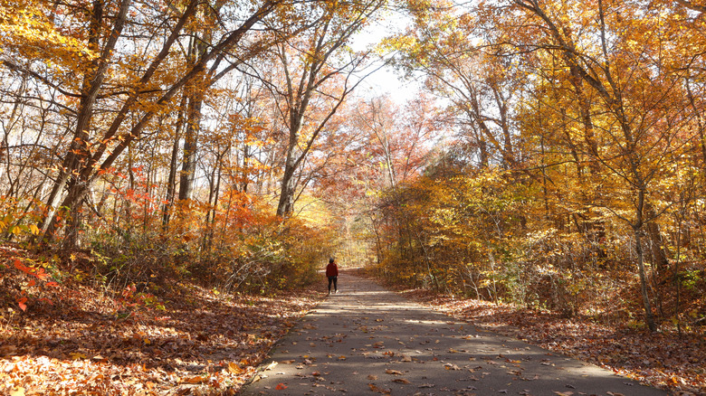 Une personne se promenant sous Orange Trees au parc d'État des fermetures de Johnson, Missouri