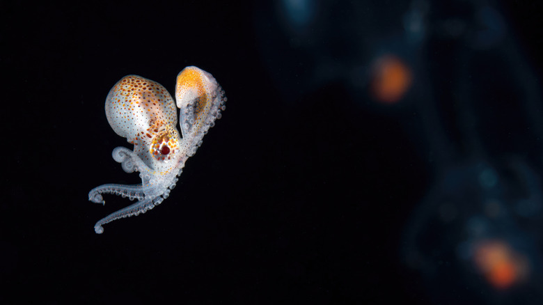 Minuscule nautilus argonaute pieuvre portant une coquille