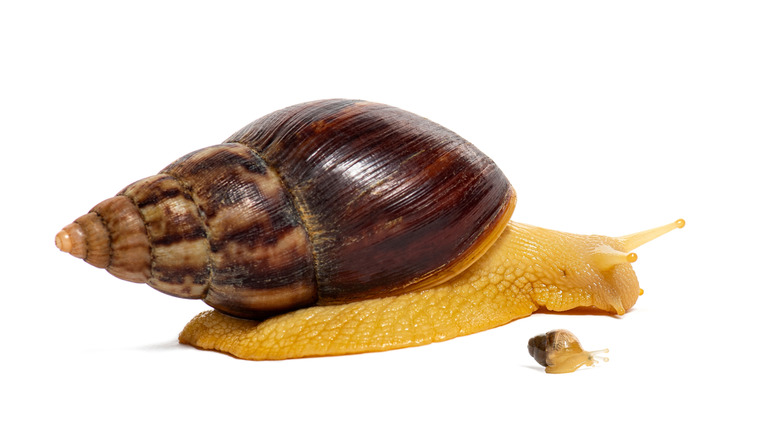 Scargot de terre africaine géante marron et jaune, adulte à côté de bébé, fond blanc