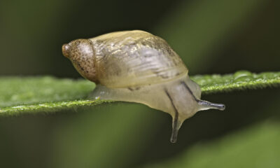 Oui, les escargots de bébé ont des obus. Voici à quoi ils ressemblent
