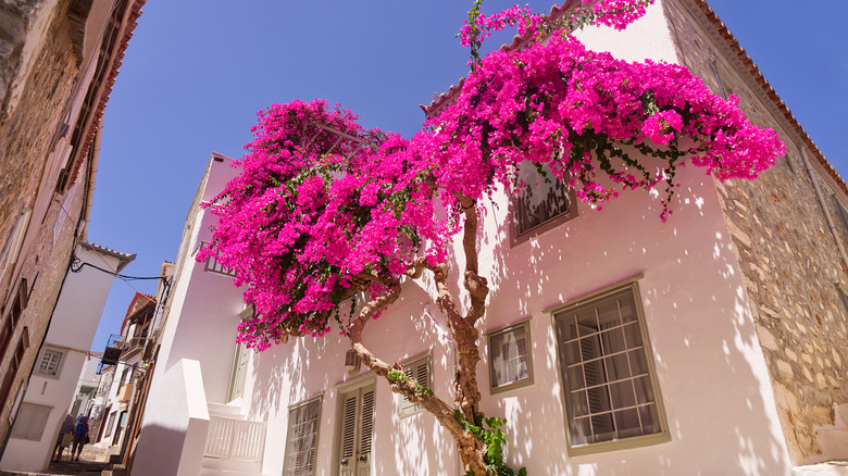 Bougainvillea rose contre la Maison Blanche