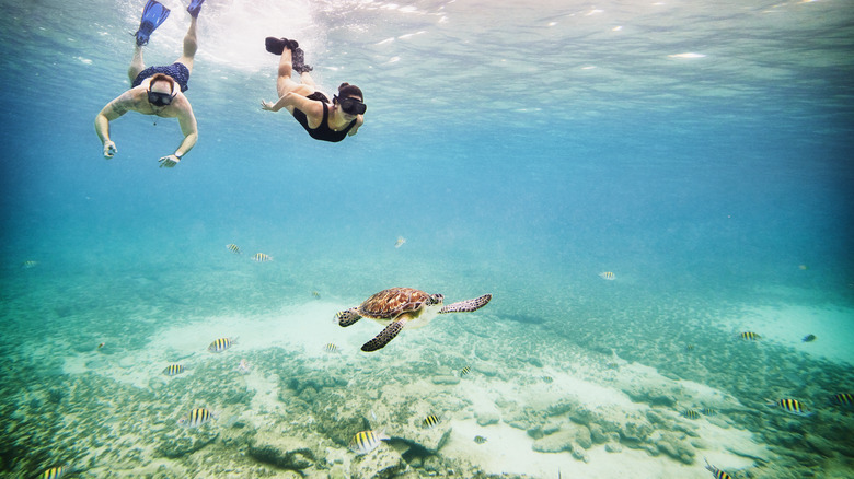 Deux personnes en apnée avec une tortue
