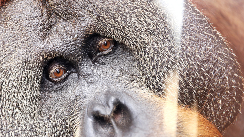 Grosée de l'orang-outan masculin