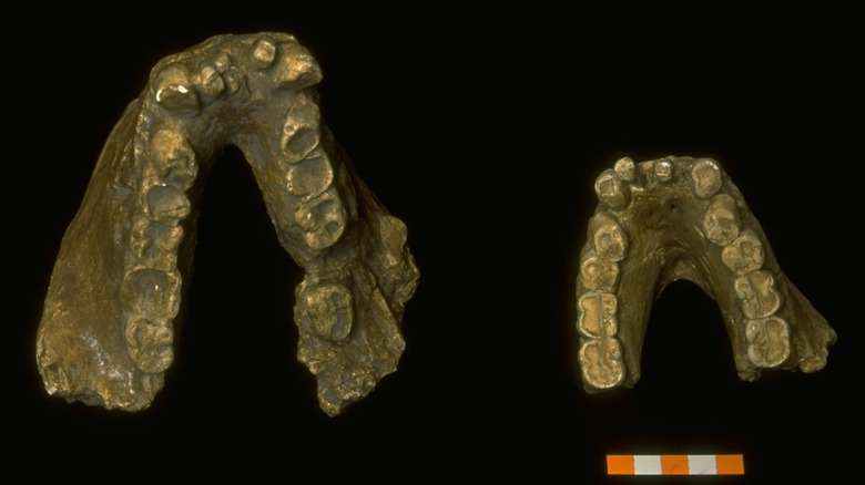 Gigantopithecus Jawbones de Guangxi Liu Chen Zhu Yuan Cave
