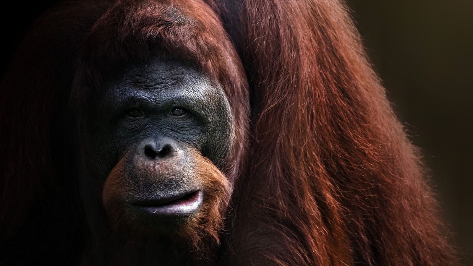 Pourquoi le plus grand singe du monde s'est éteint