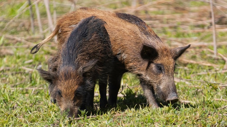 Pigns sauvages broutant en Californie