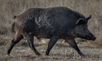 La raison troublante que ces cochons de Californie sont devenus bleu néon