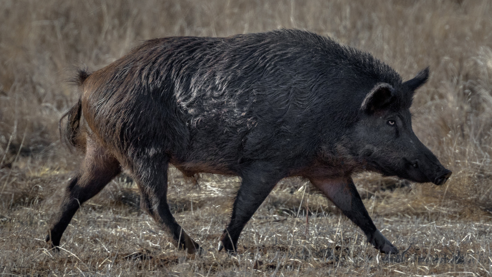 La raison troublante que ces cochons de Californie sont devenus bleu néon