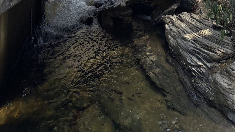 Une passerelle dans le parc national de Pisgah