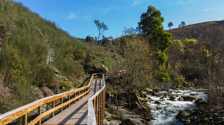 Une passerelle en bois le long d'une colline avec des arbres