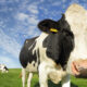 La grande raison pour laquelle ce mythe populaire de vache est faux