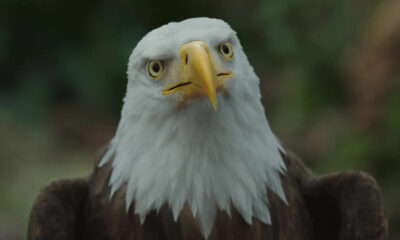 Peacemaker Season 2 est les excuses de James Gunn pour ses nombreux péchés contre les oiseaux