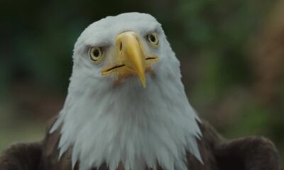 Big Eagly Fight de Peacemaker Season 2 fonctionne grâce à une décision stupide et génie