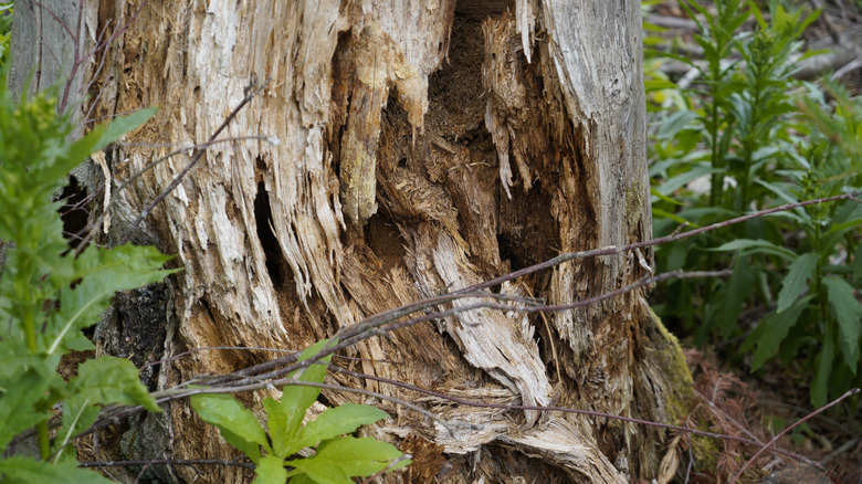 Un arbre pourri dans les bois.