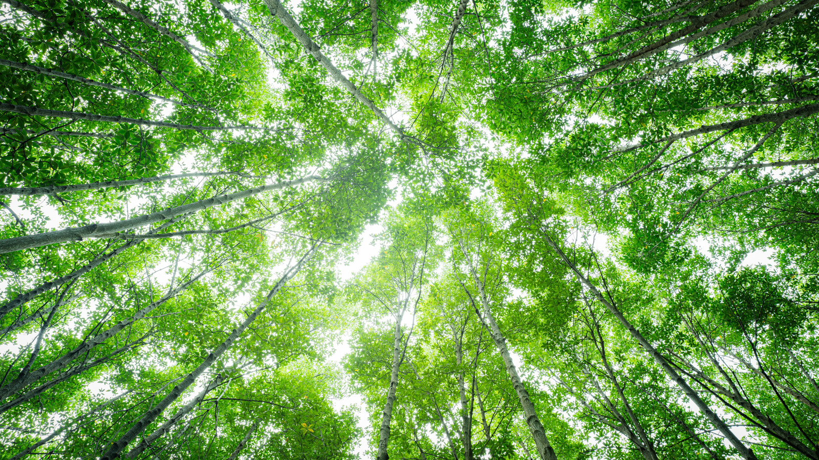 Évitez ce dangereux risque de camping en regardant simplement avant de s'installer