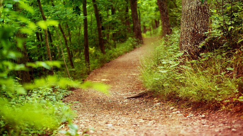 Un sentier de randonnée avec de la verdure luxuriante