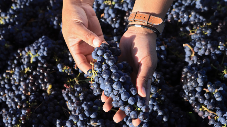 Les mains tiennent doucement des raisins dans un vignoble Franschhoek