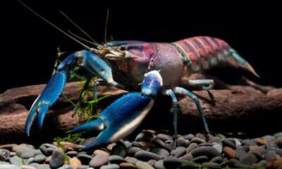 Une nouvelle espèce colorée se cache dans nos aquariums depuis près de 20 ans