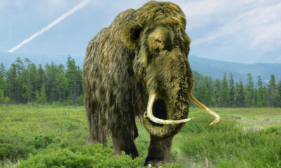 Voici une grande raison pour laquelle les scientifiques veulent ramener des mammouths laineux