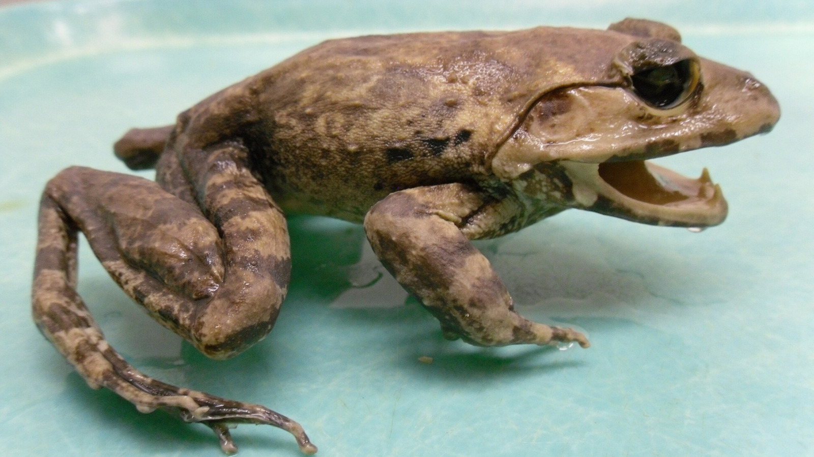 Une nouvelle espèce animale à into-amorçage découverte en 2024 a deux traits uniques