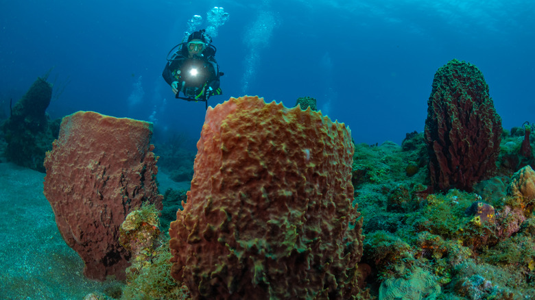 Femme de plongée sous-marine dans les récifs coralliens vibrants de l'île de Saba