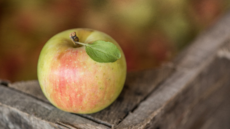 Une pomme aux couleurs automnales.