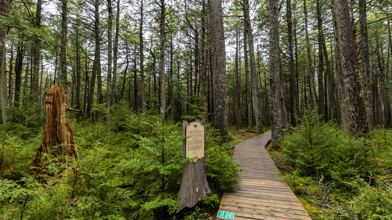 Un sentier boisé dans le parc national de Kejimkujik