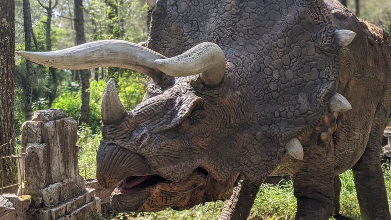 Un tricératops est vu debout dans les bois