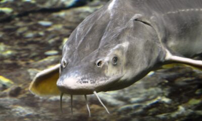 Les experts de la faune publient des poissons géants et préhistoriques qui peuvent cultiver plus de 100 livres