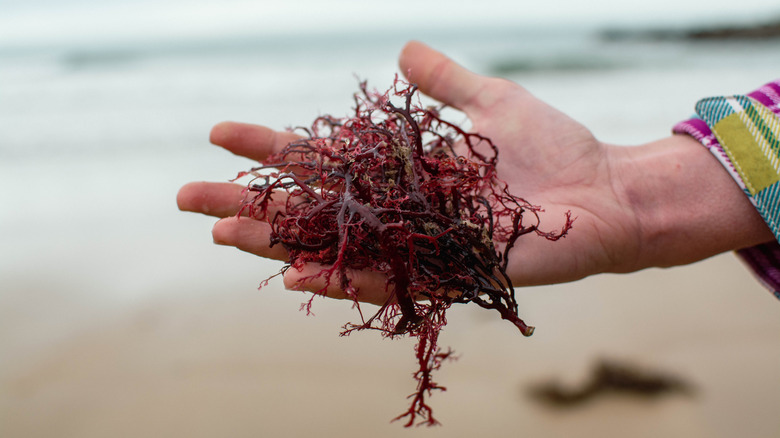 Close-up de la main tenant des algues rouges sur la plage
